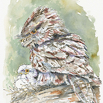 Tawny
